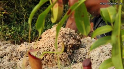 Dig source groundwater to build amazing swimming pool & house under termite mound