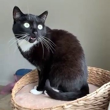 Les yeux de ce chat à la fourrure noire est à couper le souffle. Hypnotisant !