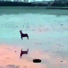 Regardez ce bébé chèvre sautillant au bord de la mer. Magnifique vue !