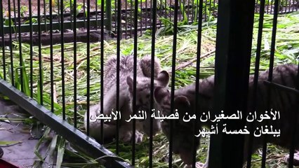 وصول صغيرين من فصيلة النمر الأبيض إلى حديقة حيوانات في نيكاراغوا