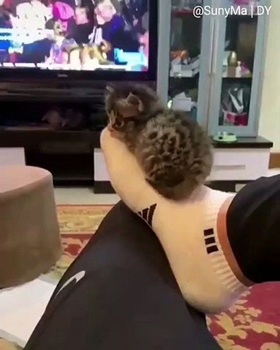 Ce chaton a choisi les orteils de sa maman comme endroit favori. Trop chou !