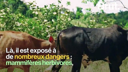 Entre fourmis et acacias, c'est une histoire de survie