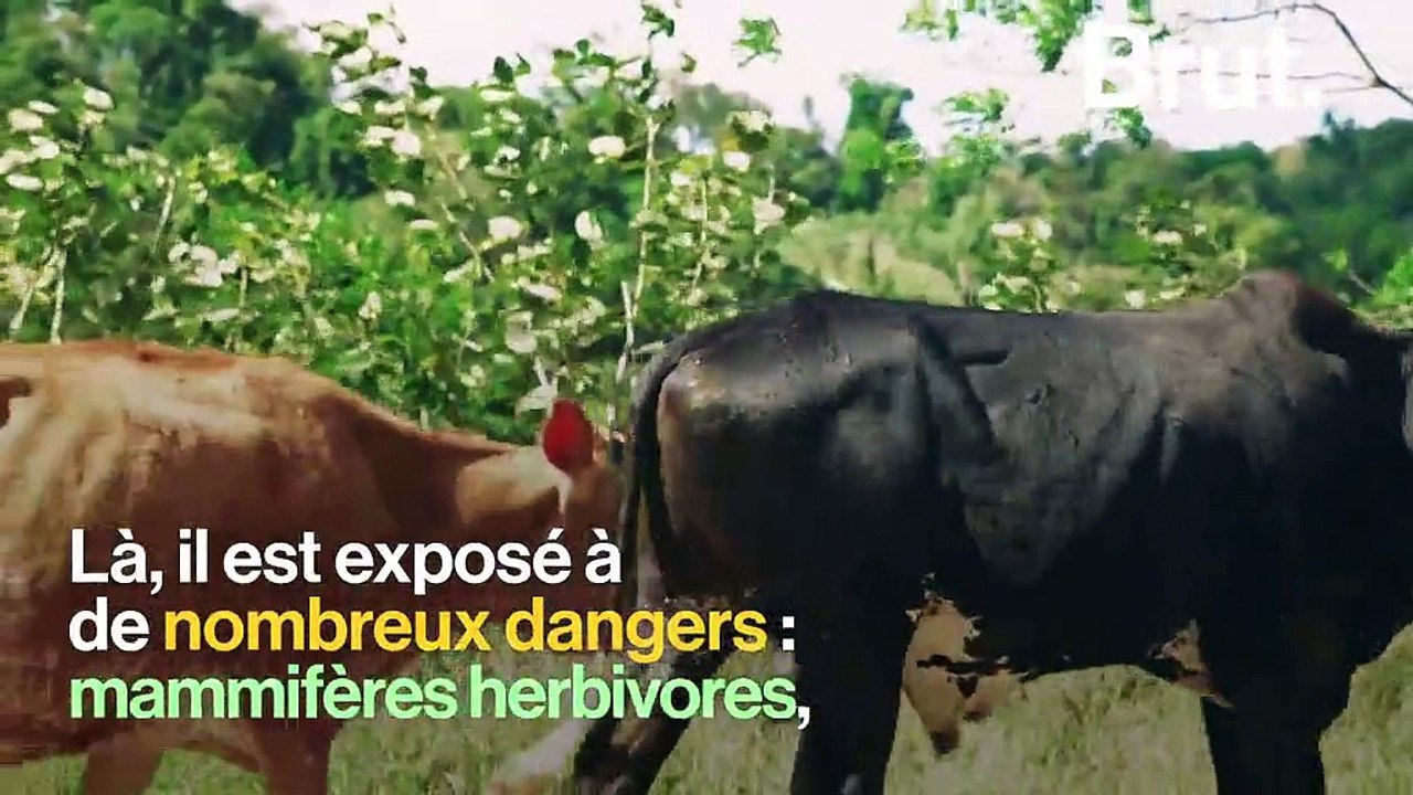 Entre fourmis et acacias, c'est une histoire de survie