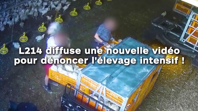 L214 diffuse une nouvelle vidéo pour dénoncer l'élevage intensif !