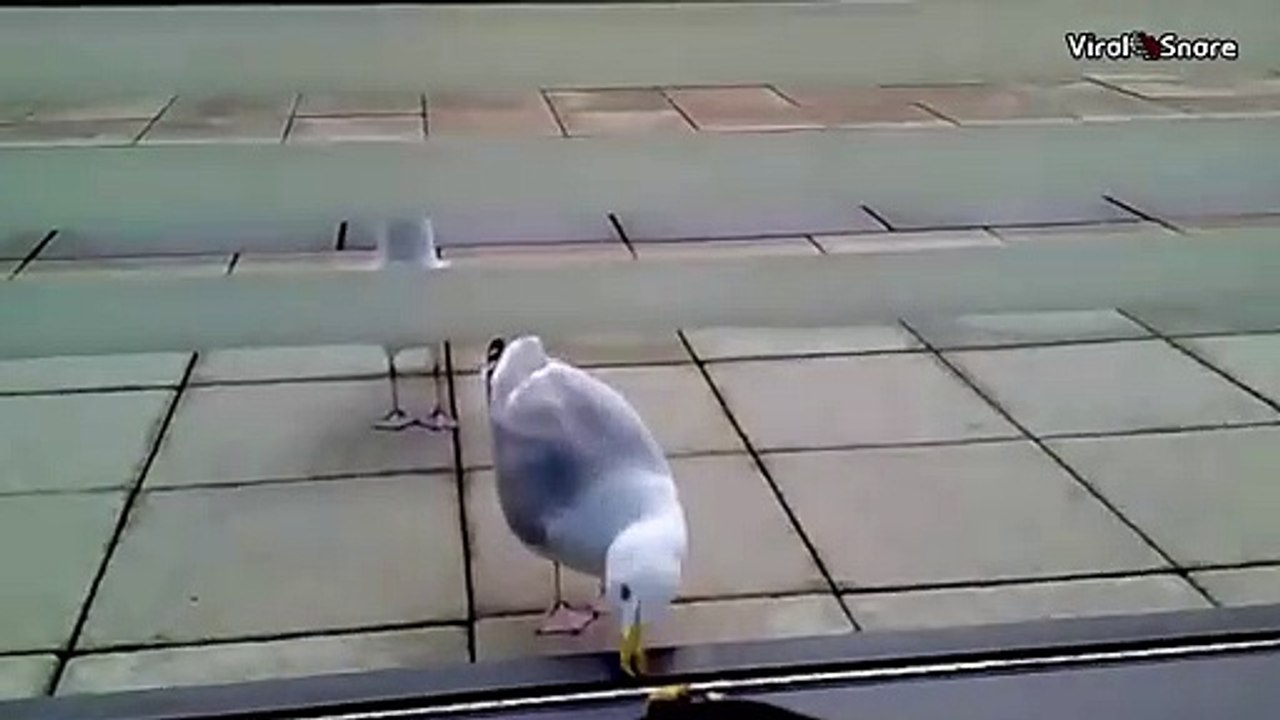 Funny Seagull Fail