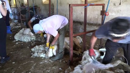 Makası eline alan vali koyun kırktı