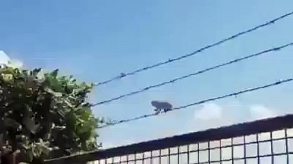 Dil Dil Değil Sanki Fırıncı Küreği