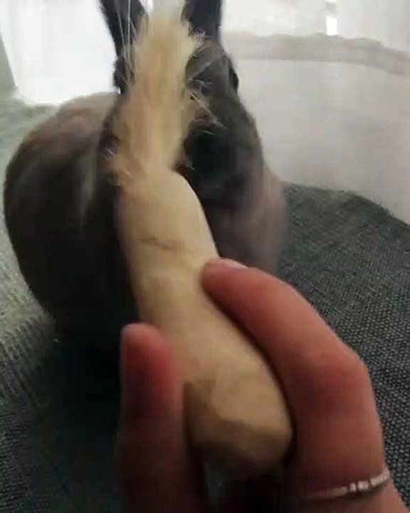 Ce lapereau sait comment s'emparer des aliments quand il a faim. Trop mimi !