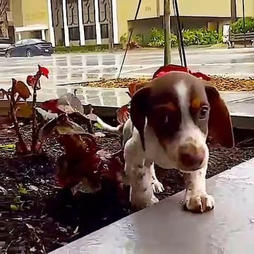 Ce chiot est particulièrement heureux quand il voit ses croquettes. Regardez !
