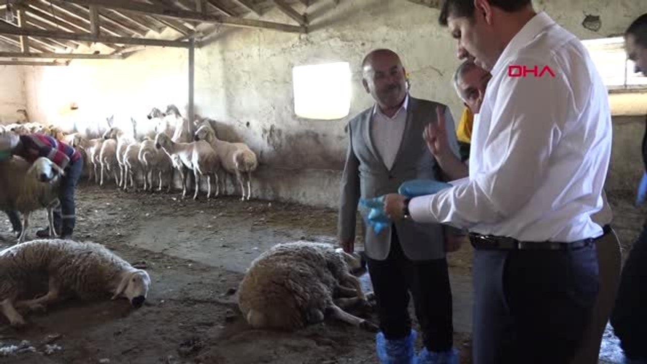 SİVAS VALİSİ AYHAN, KOYUN KIRKTI