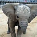 Ce petit éléphant est tout excité de se faire filmer. Regardez ce qu'il fait !