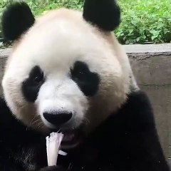 Ce panda va vous donner envie de manger aussi. Admirez comment il se nourrit !