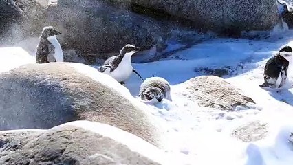 Regardez ces adorables petits pingouin s'amuser dans une tempête de neige !