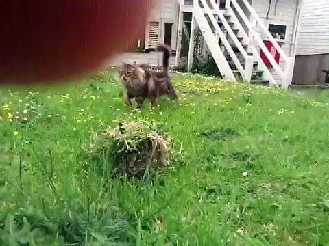 Quand deux chats jouent à cache-cache. Trop drôle !