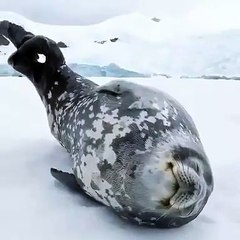 Admirez ce superbe phoque de Weddell. Une merveille !