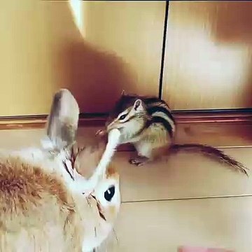 Quand un écureuil vole le repas d'un lapin, voici ce que ça donne !