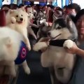 Magnifique ! Admirez ces Husky qui voyagent tous ensemble en bus !