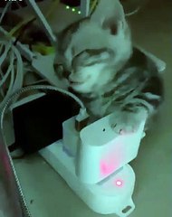 Ce chaton somnole d'une manière très attachante. Admirez !