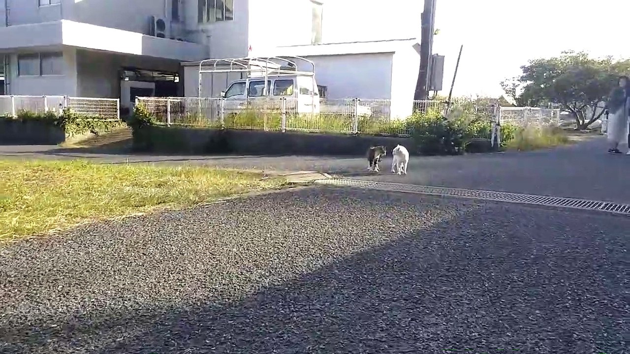 cats fight!