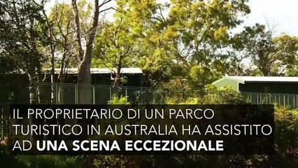Pitone ingoia serpente grande quanto lui: guarda cosa succede dopo!