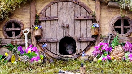 George the mouse in a log pile house. The flower fairy's have been out decorating the hobbit house again .