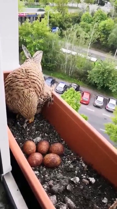 Une femelle faucon a fait son nid dans un bac à fleur