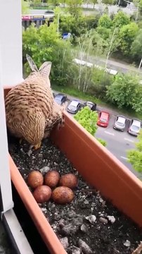 Une femelle faucon a fait son nid dans un bac à fleur