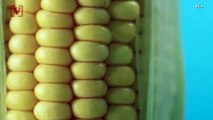 FL Man Charged with Domestic Battery for Throwing Corn Cob at Mom