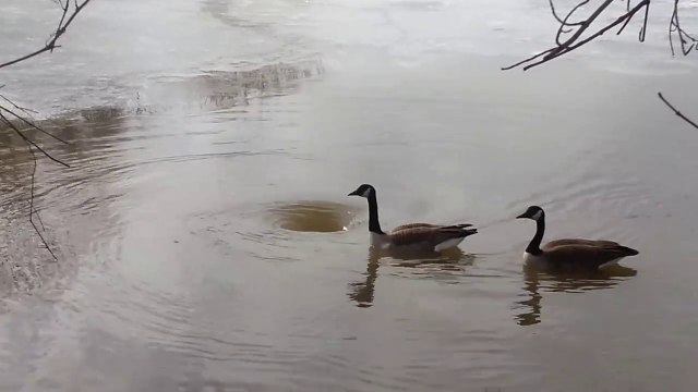 2 oies sauvages viennent s'amuser dans un tourbillon