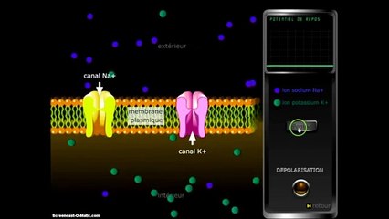 Codage du message nerveux