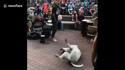 This dog can’t help jiving to the music at a drum circle in Tennessee