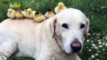 Doggie Duck Care! Dog Takes Orphaned Ducklings Under His Care For 2nd Time!
