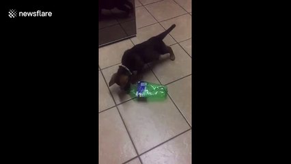 Brave puppy plays with plastic bottle while older dogs scurry away in South Africa