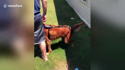 Wobbly US dog learns to walk after being struck by car