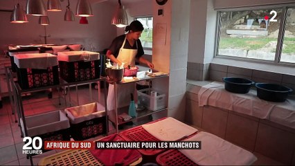 Nature : l'Afrique du Sud, territoire refuge pour les manchots