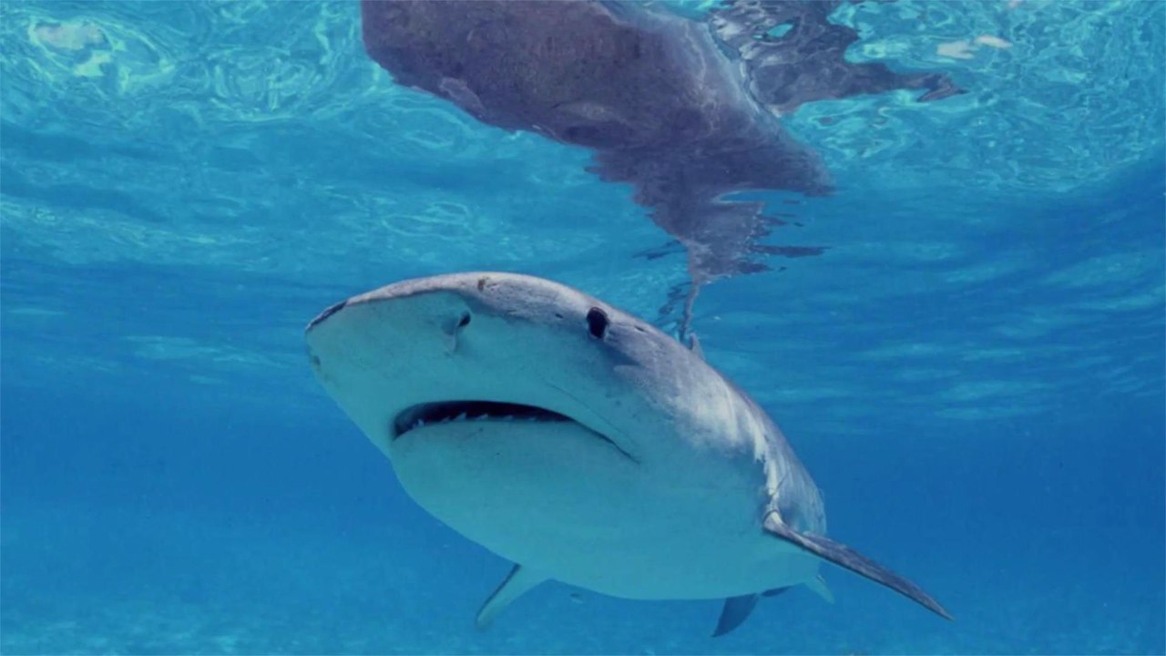 Swimmer Killed by Shark in Hawaii’s First Fatal Attack in 4 Years