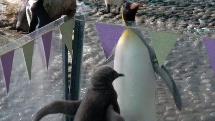 Penguins Welcome New Chicks Into Their Family