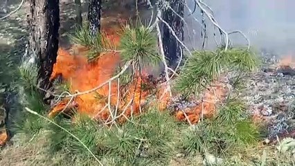 Menteşe'de orman yangını - MUĞLA