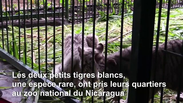 Deux petits tigres blancs arrivent au zoo national du Nicaragua