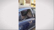 Cão farejador encontra drogas dentro de carro abandonado em Vila Velha