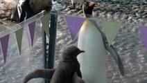 Penguins Welcome New Chicks Into Their Family