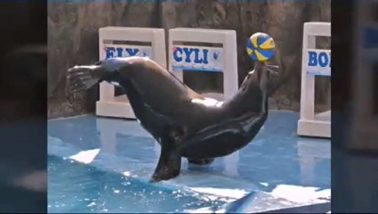 Sea lion doing funny acts