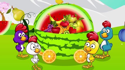 Gallina Pintadita divertida comiendo sandía gigante