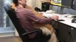Golden Retriever Cuddles with Owner at Computer Desk