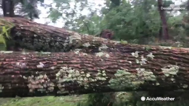 Multiple large trees uprooted by tornado in backyard