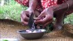 Santé Alimentaire du Village  Chinois de pommes de terre au Curry par grand-mère