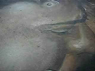 AFFECTION LOINTAINE - Sébastien Piquet - PEINTURE