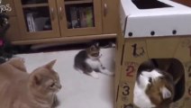 [cute] The kitten looking for the mother cat hiding in the cardboard box is so cute!!!!