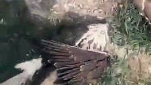 مجزرة بالصقور بسبب سلك كهرباء