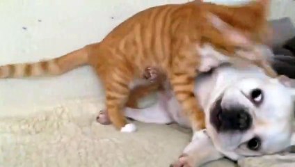 [cute] The face of bulldog that cats don't like very much.